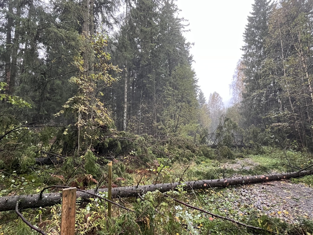 Trær som ligger over tursti.