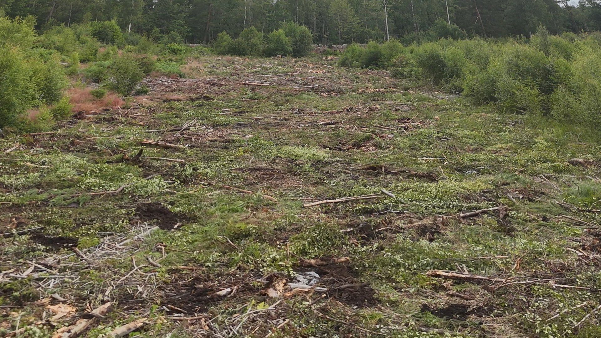 Bilde av et myrområde med skog rundt.
