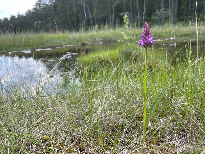 Har fått 1,83 millioner